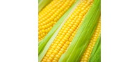 華珍甜玉米
