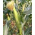  華珍甜玉米