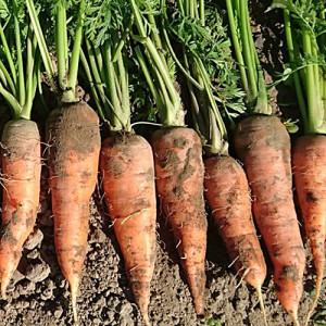 胡蘿蔔