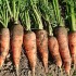 胡蘿蔔